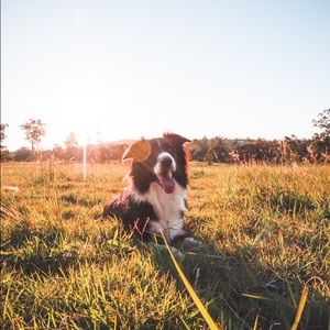 Meet your Posher, Sasha